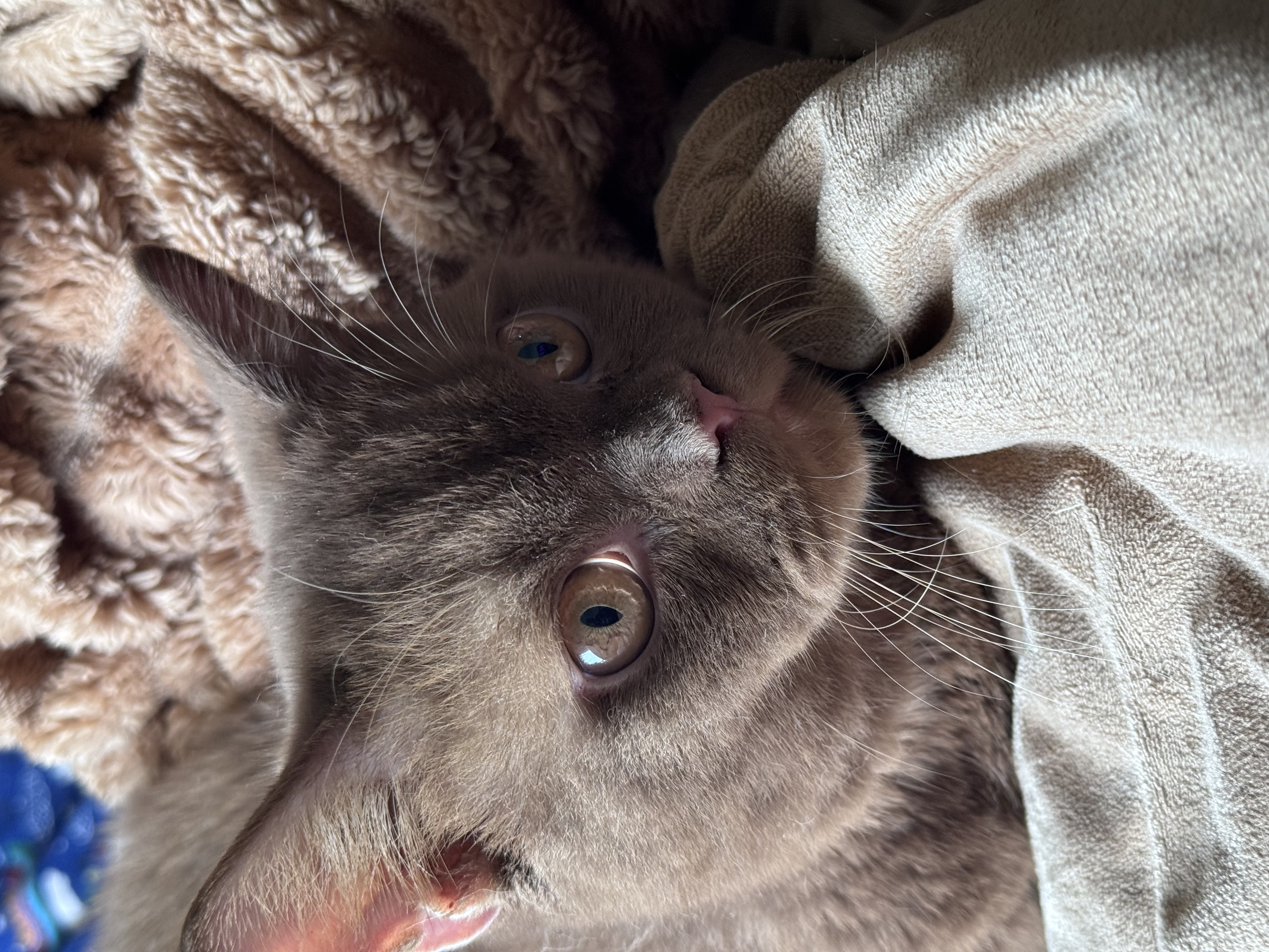 Asher, pure cinnamon British Shorthair