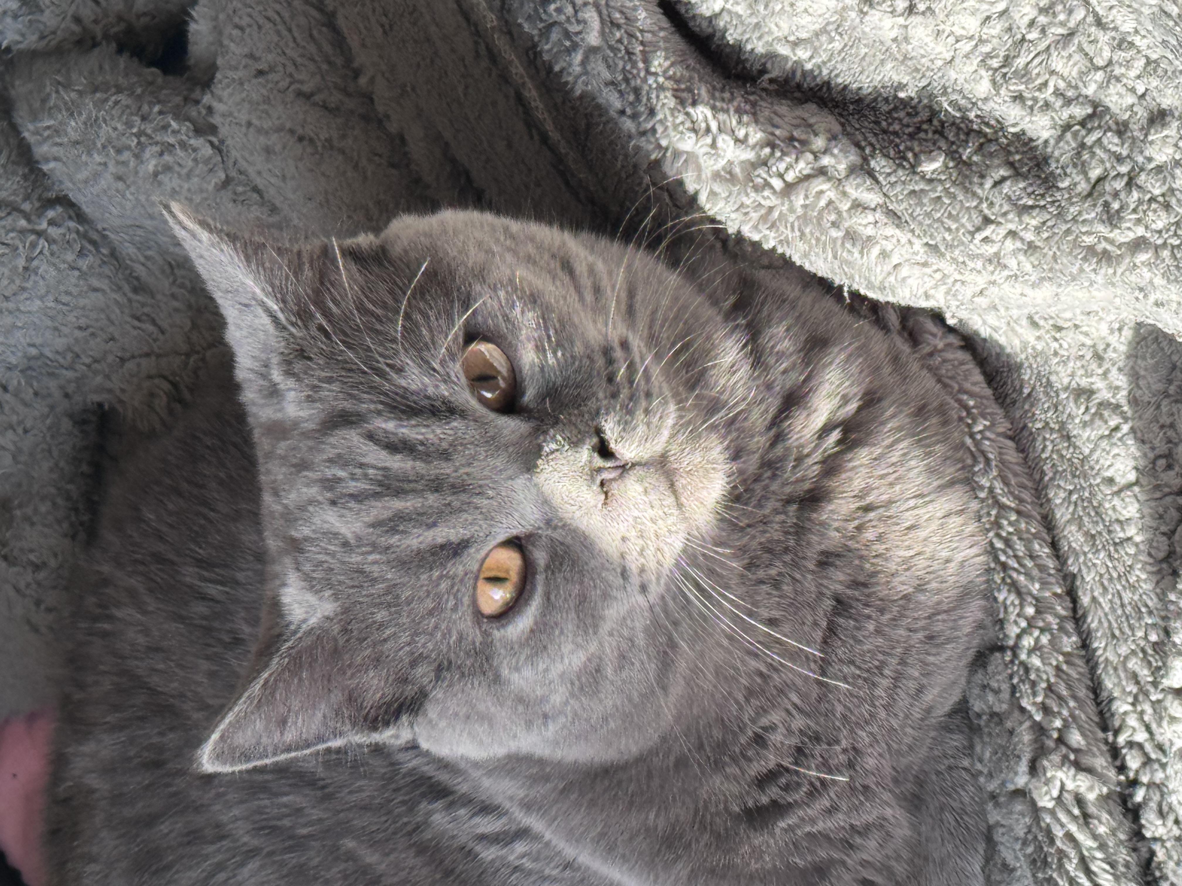 Pochi, blue blotched smoke British Shorthair